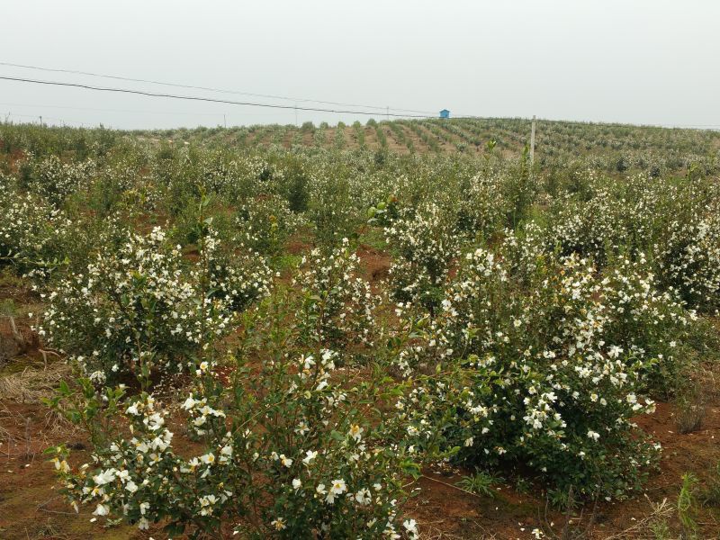 孟冬的油茶花，素裹群山嬌艷