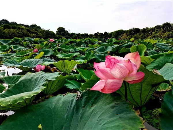 基地蓮花